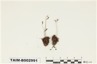 藏品(真苔屬)的圖片